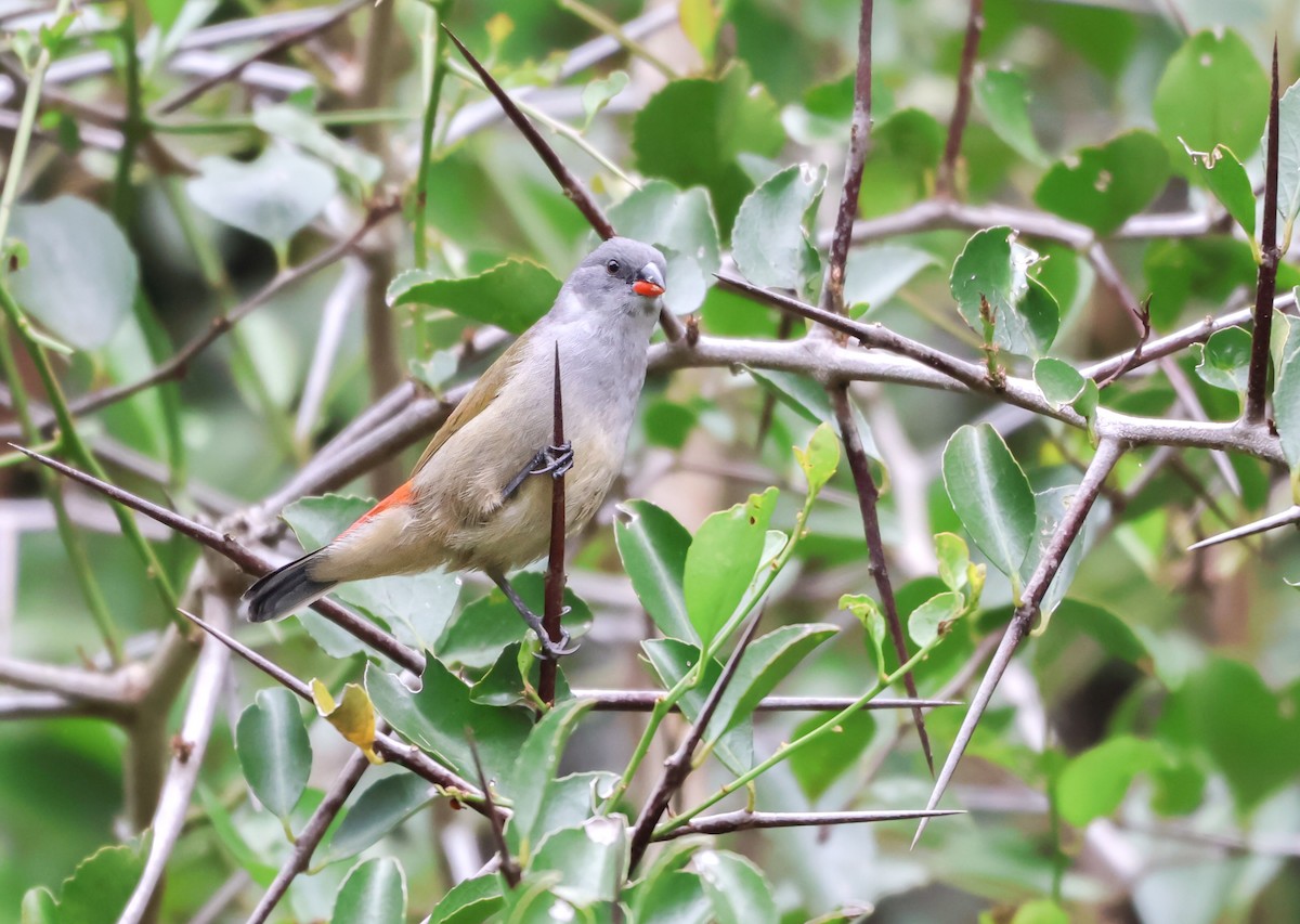Swee Waxbill - ML628244681