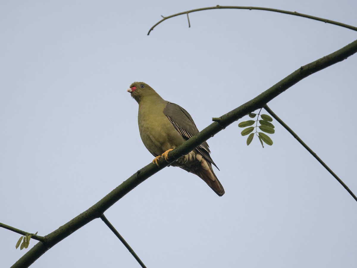 African Green-Pigeon - ML628244705