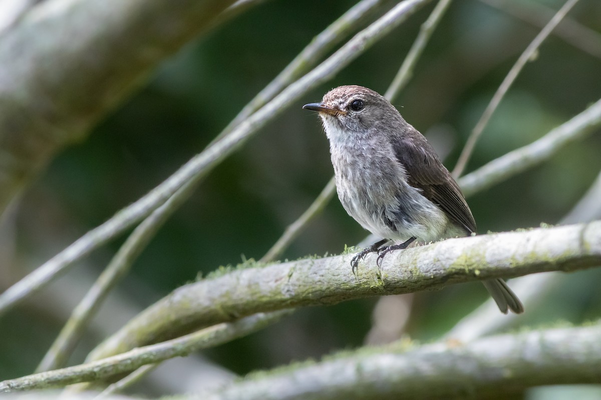 African Dusky Flycatcher - ML628244726