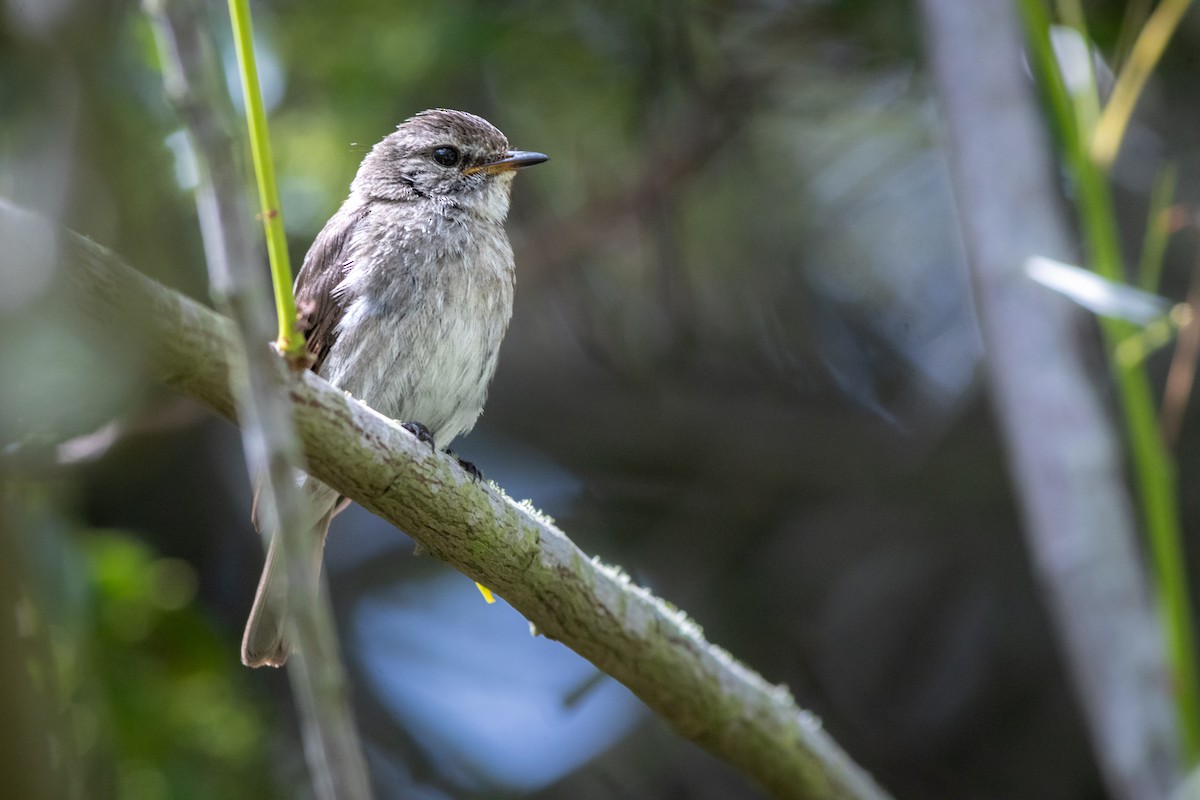 African Dusky Flycatcher - ML628244730