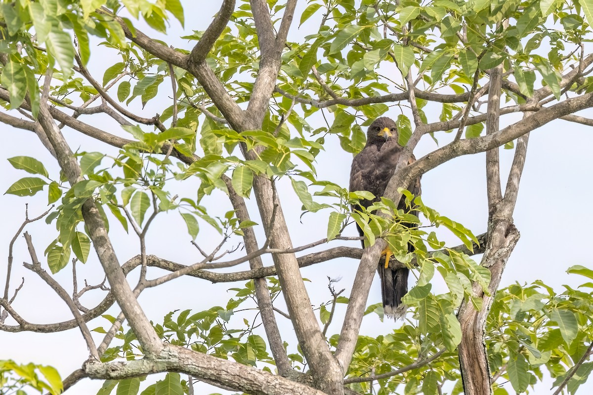 Harris's Hawk - ML628244903