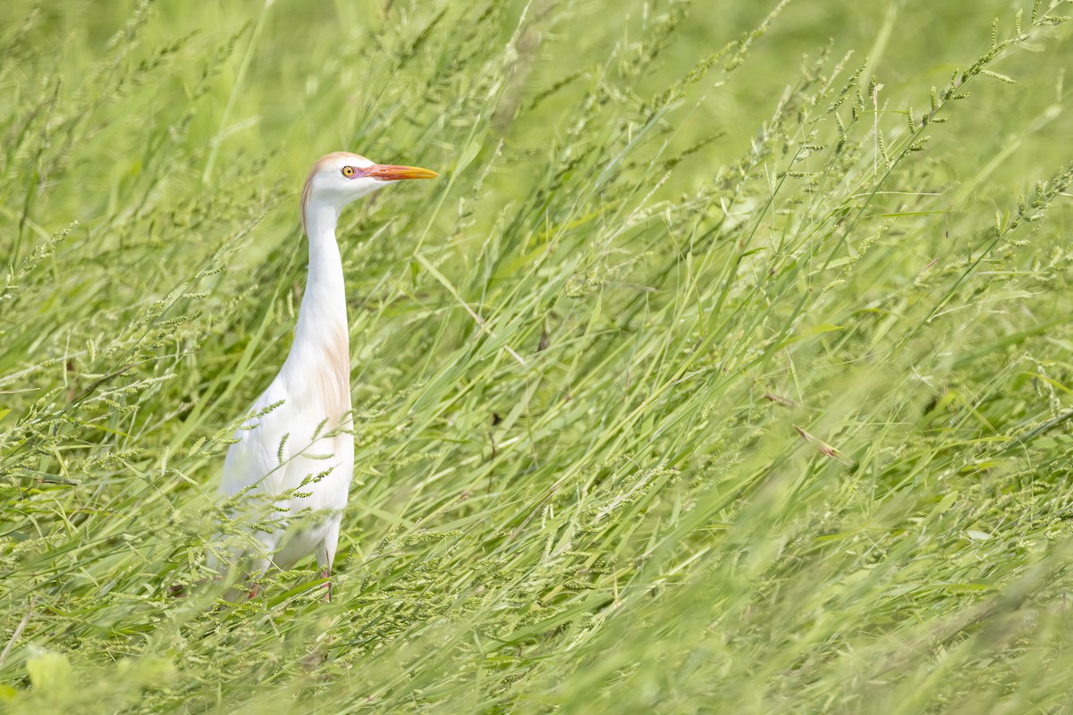 Western Cattle-Egret - ML628244911