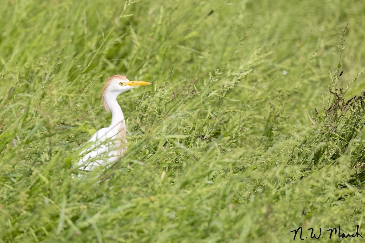 Western Cattle-Egret - ML628244912