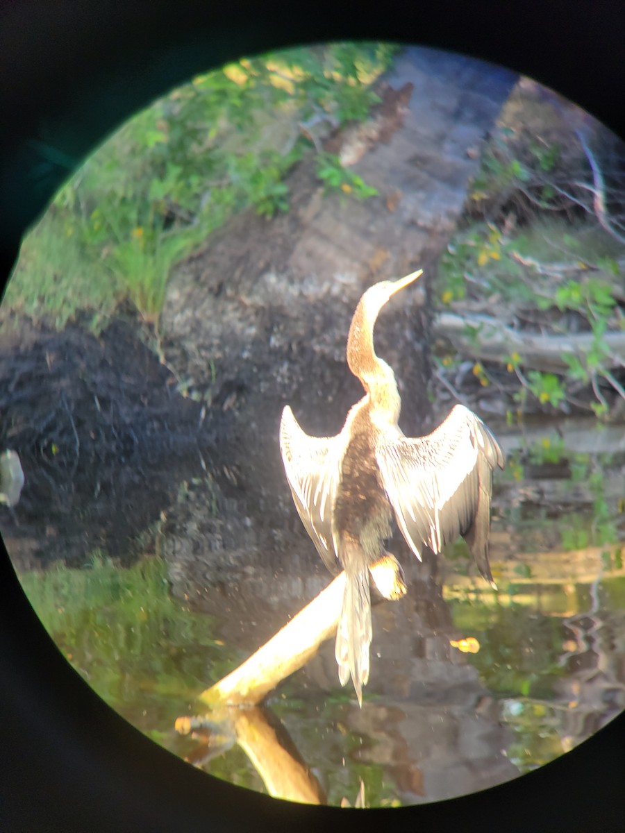 Anhinga - ML628244983