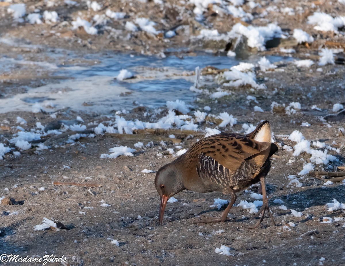 Усны түнжүүр - ML628244986