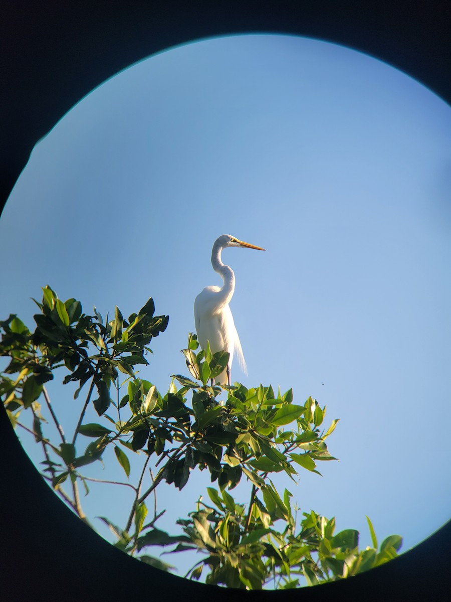 Great Egret - ML628245036