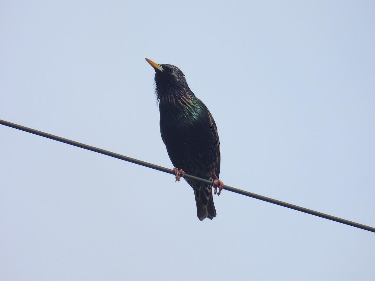 European Starling - ML628245047