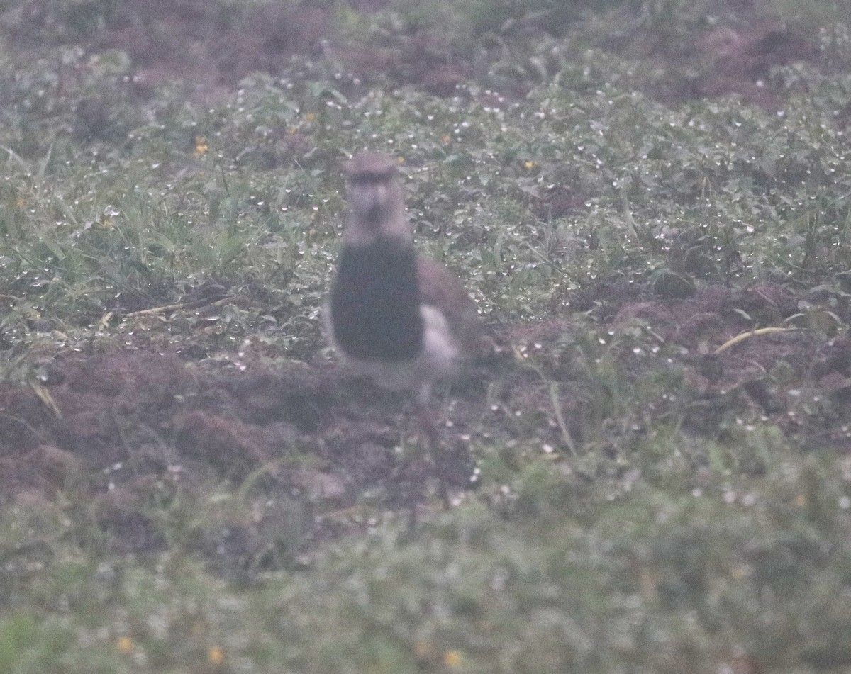 Southern Lapwing - ML628245137