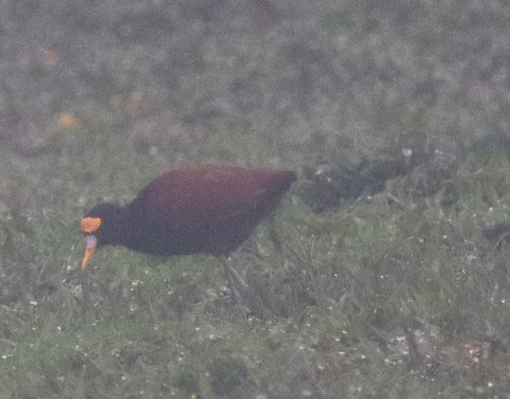 Northern Jacana - ML628245170