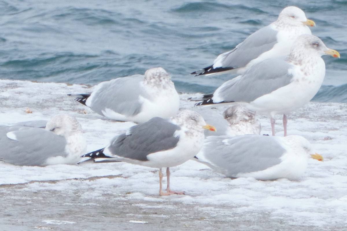 gull sp. - ML628245194