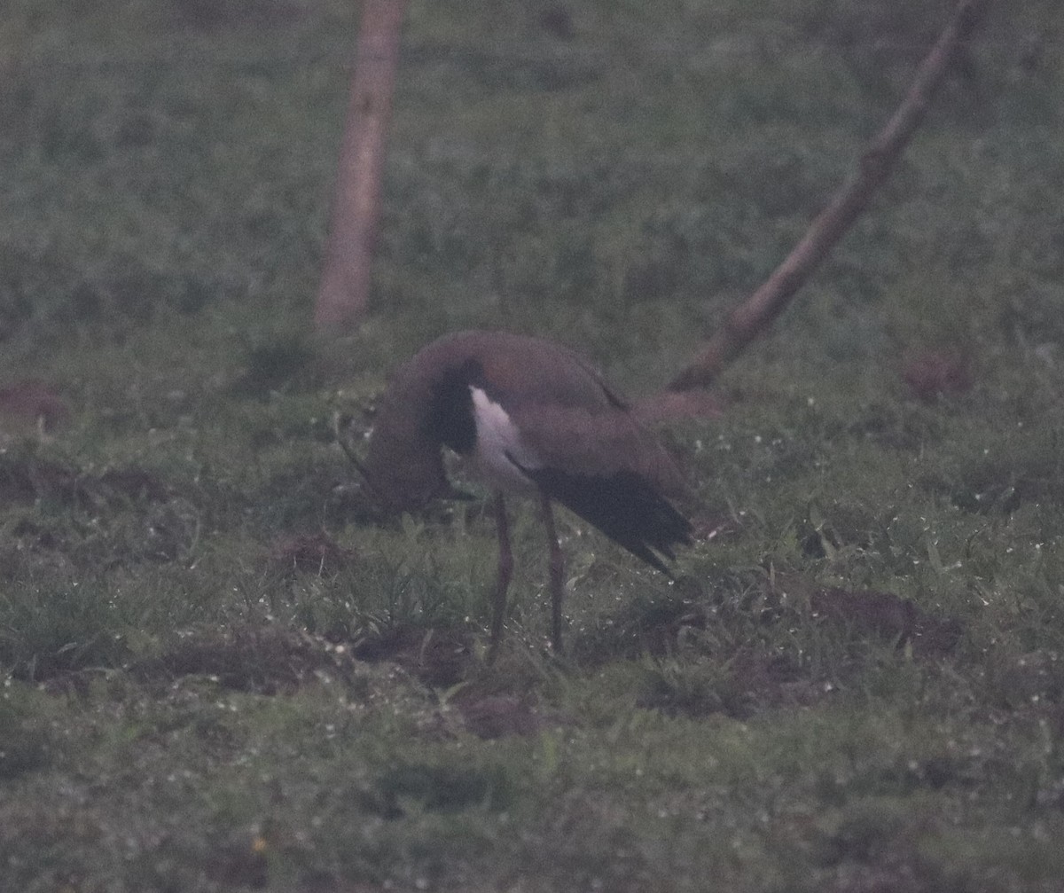 Southern Lapwing - ML628245244