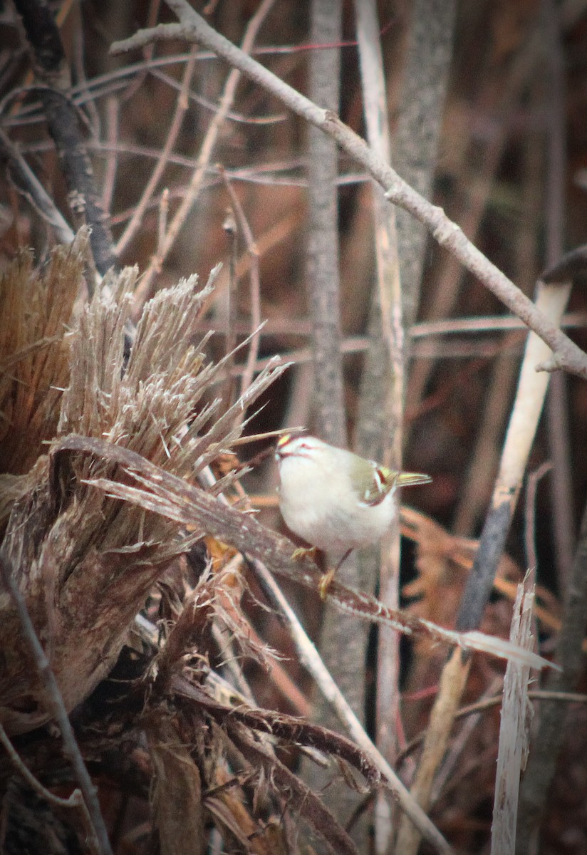 Golden-crowned Kinglet - ML628245254