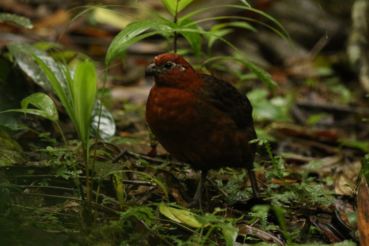 Chestnut Wood-Quail - ML628245348
