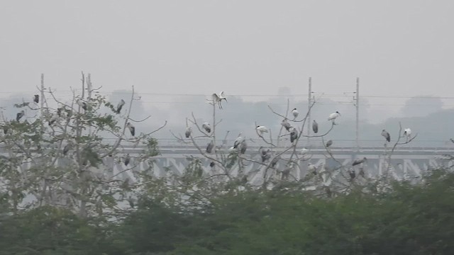 スキハシコウ - ML628245351
