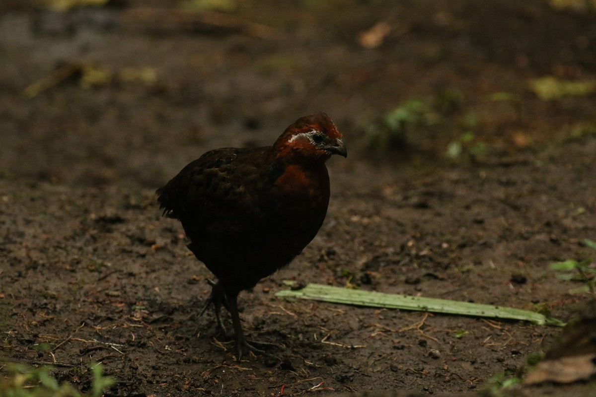 Chestnut Wood-Quail - ML628245379