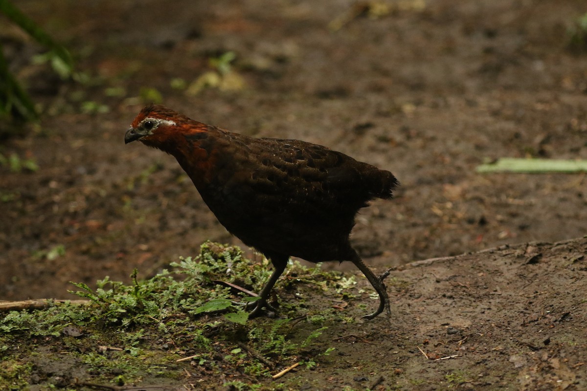 Chestnut Wood-Quail - ML628245384