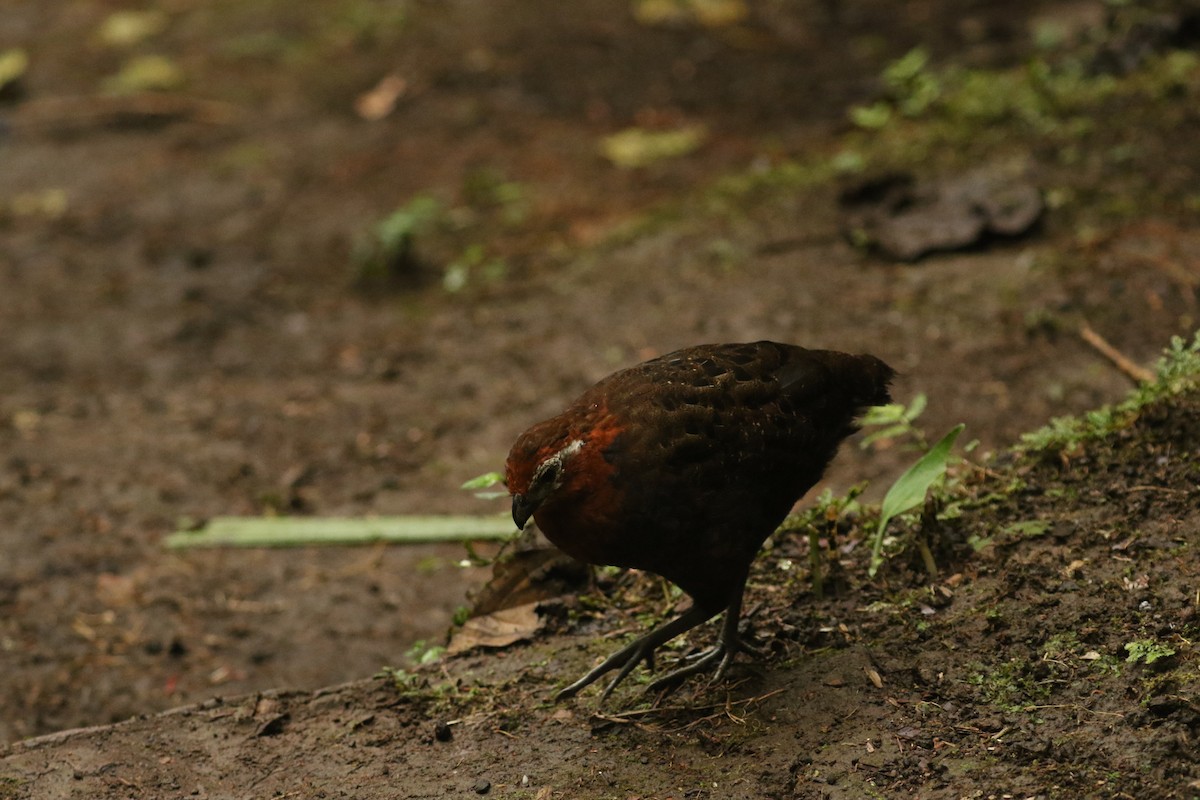 Chestnut Wood-Quail - ML628245385