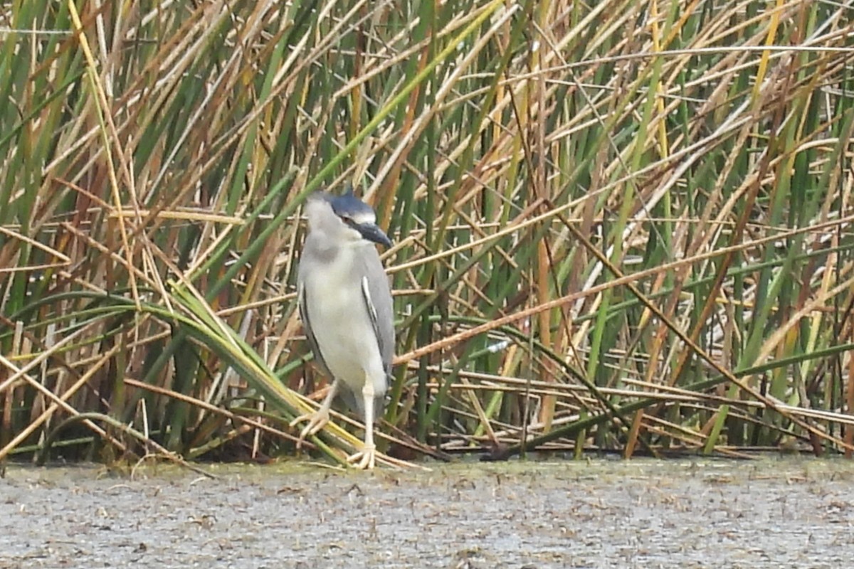Black-crowned Night Heron - Michael I Christie