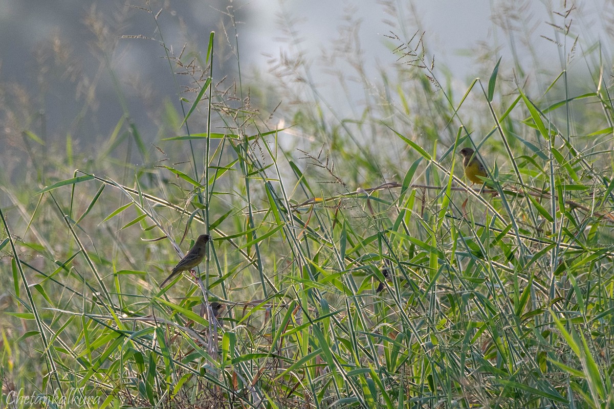 Red-headed Bunting - ML628245603