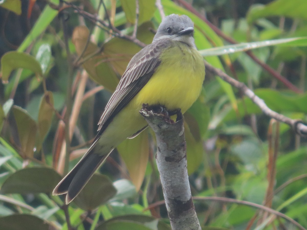 Tropical Kingbird - ML628245649