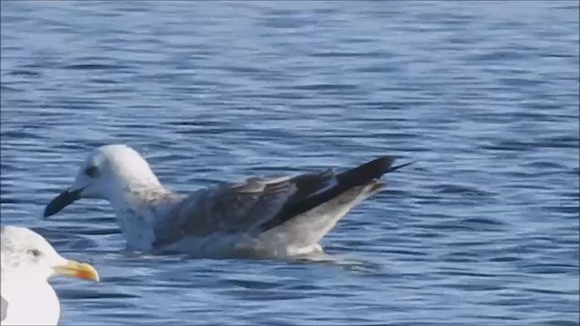 Larus, unbestimmt - ML628245661