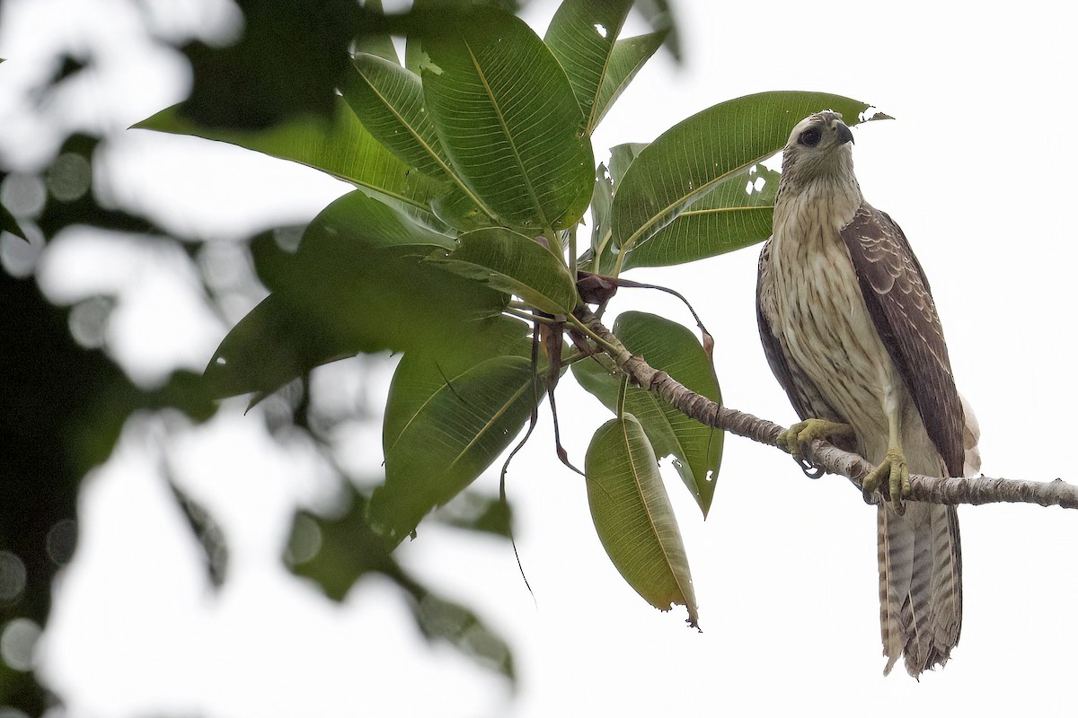 Doria's Hawk - ML628245757