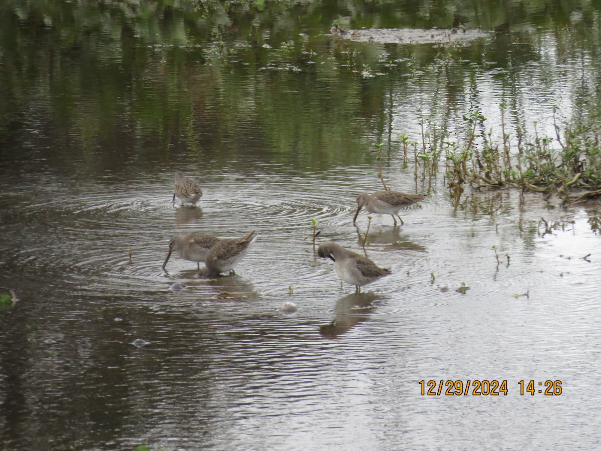Long-billed Dowitcher - ML628245824