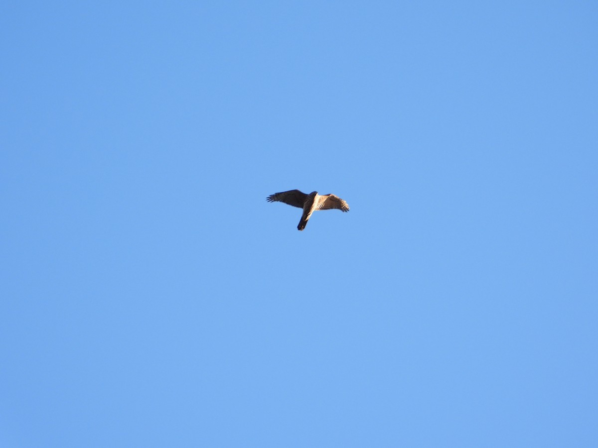 Үлэг харцага - ML628245876