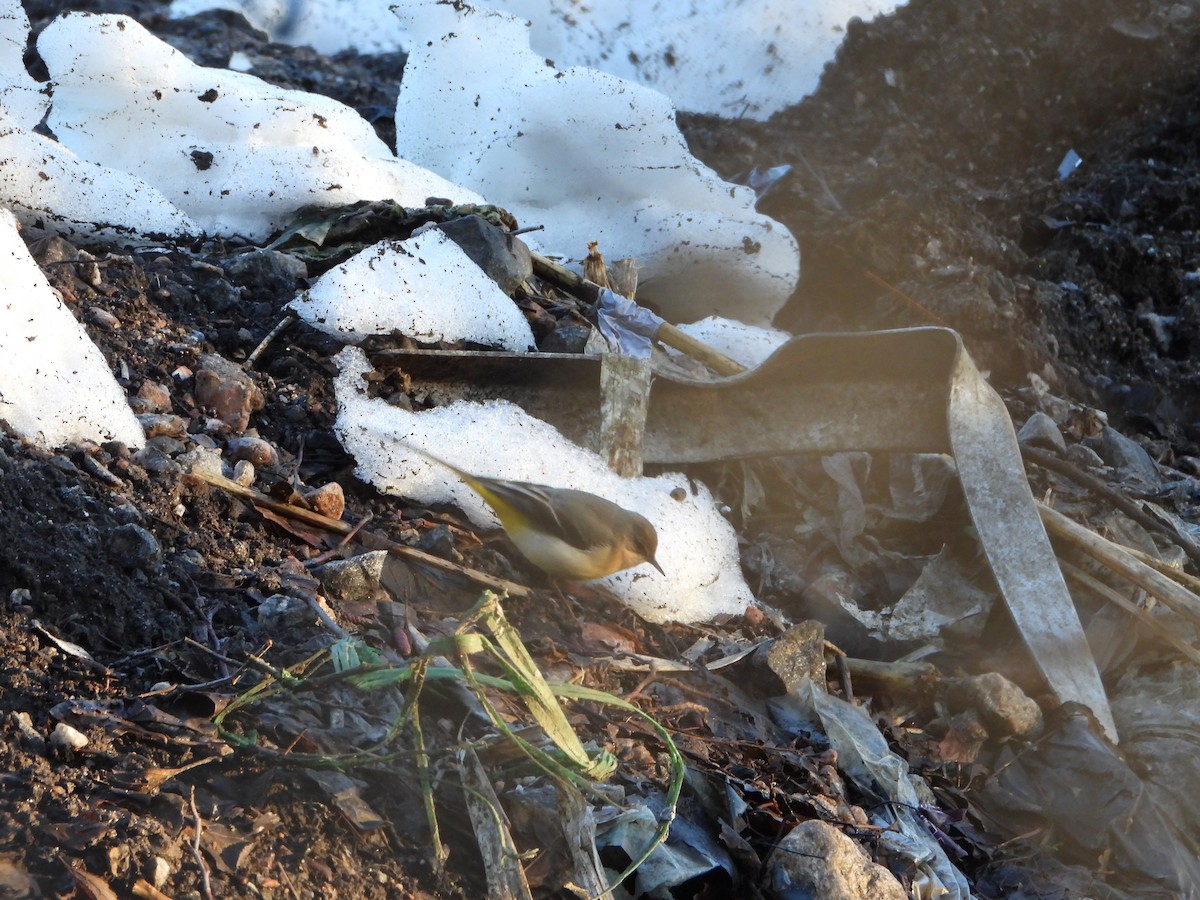 Уулын цэгцгий - ML628245881