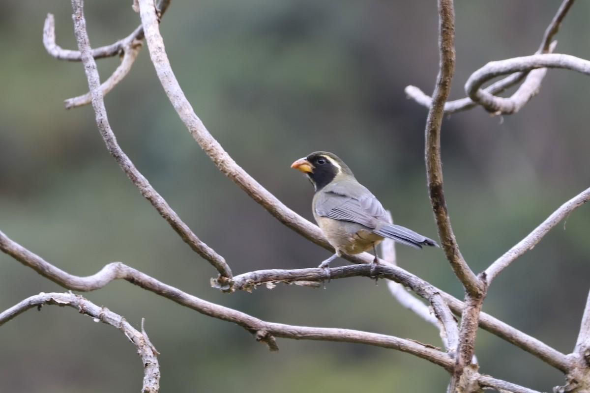 Golden-billed Saltator - ML628245892