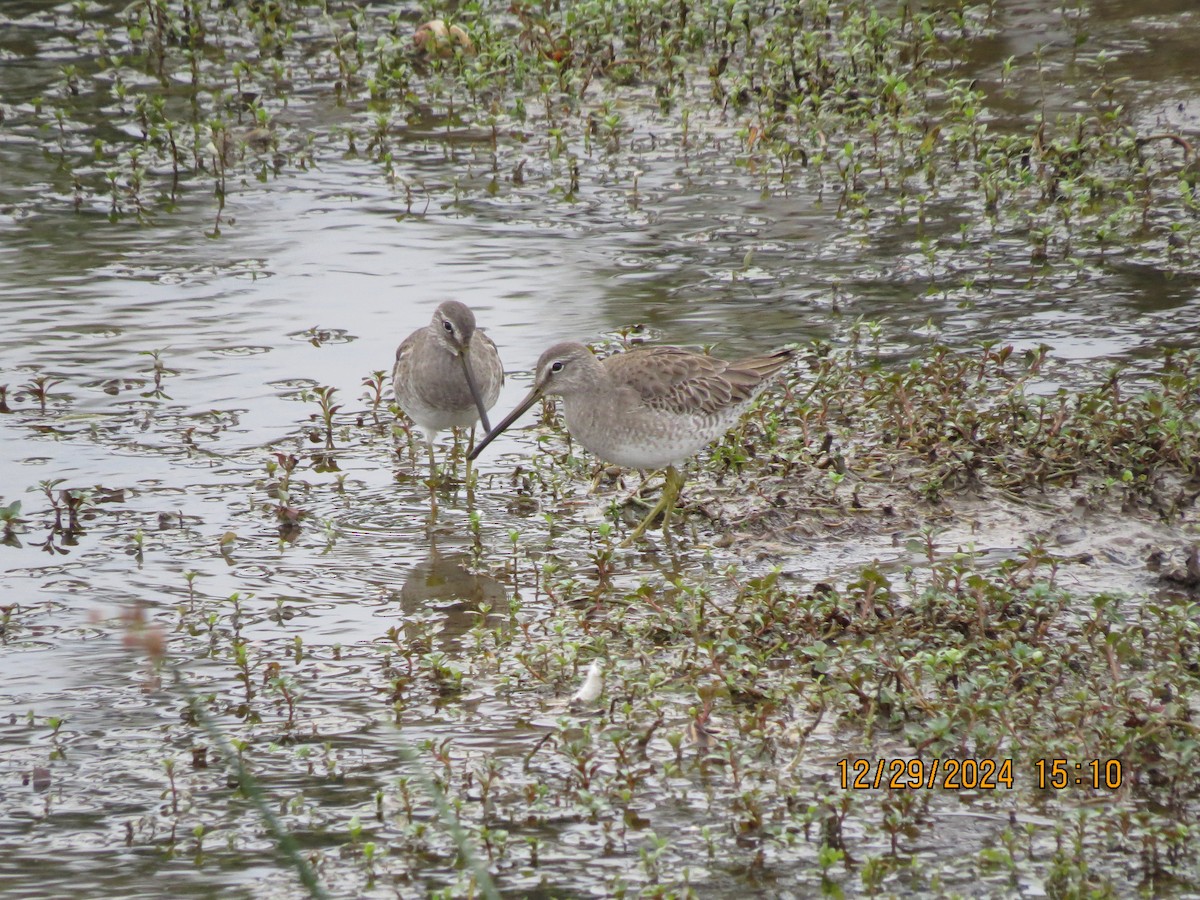 Long-billed Dowitcher - ML628245896