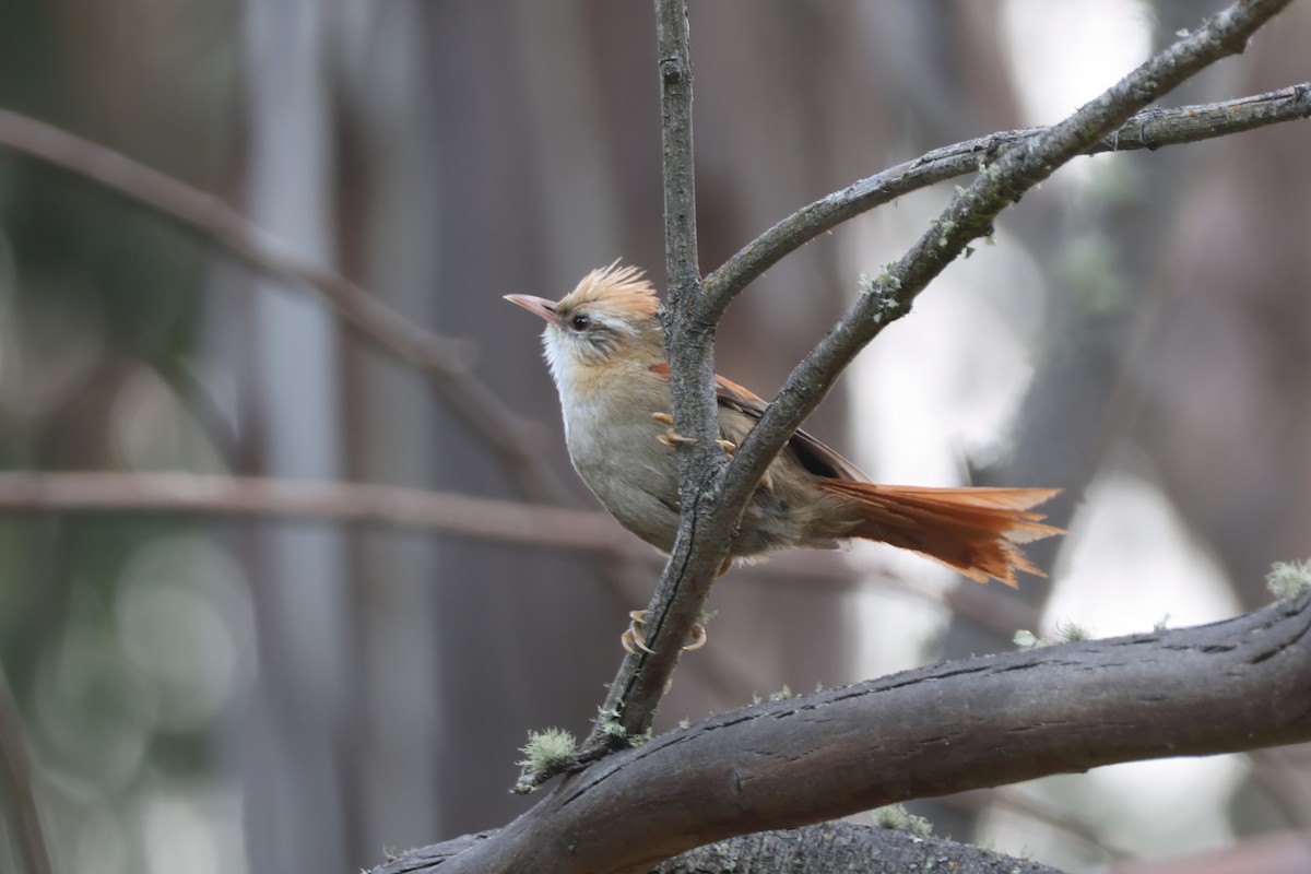 Creamy-crested Spinetail - ML628245903