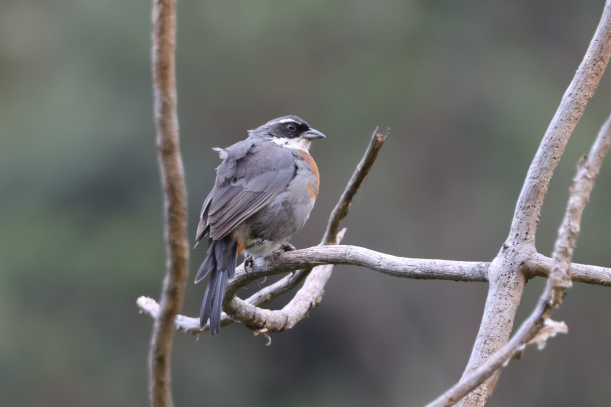 Chestnut-breasted Mountain Finch - ML628245911