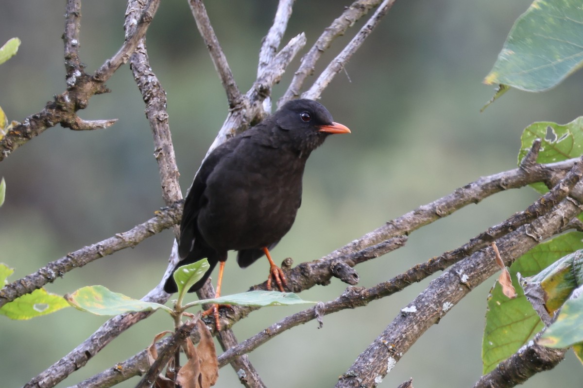 Chiguanco Thrush (chiguanco/conradi) - ML628245922