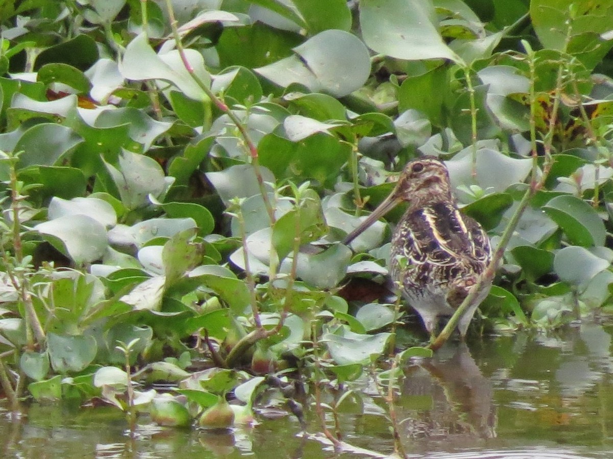 Wilson's Snipe - ML628245959