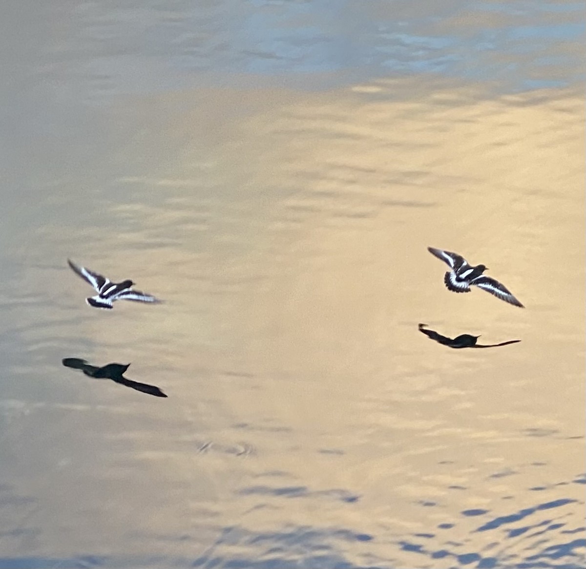Black Turnstone - ML628246152