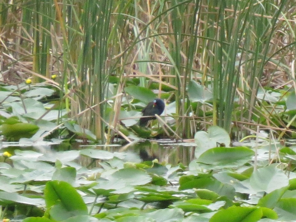 Purple Gallinule - ML628246196