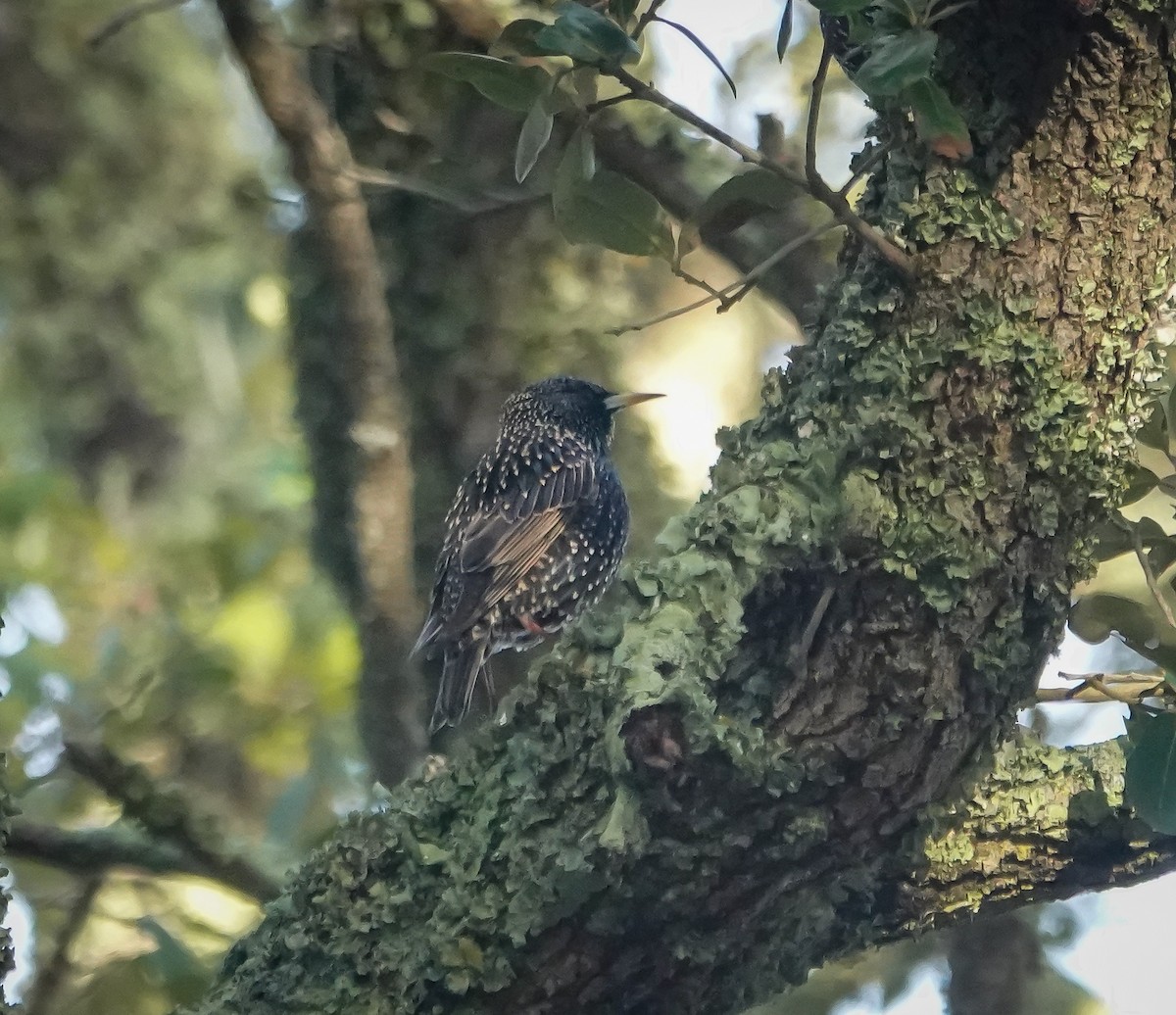 European Starling - ML628246381