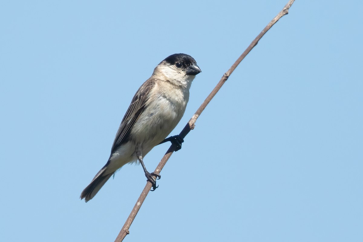 Pearly-bellied Seedeater - ML628246421