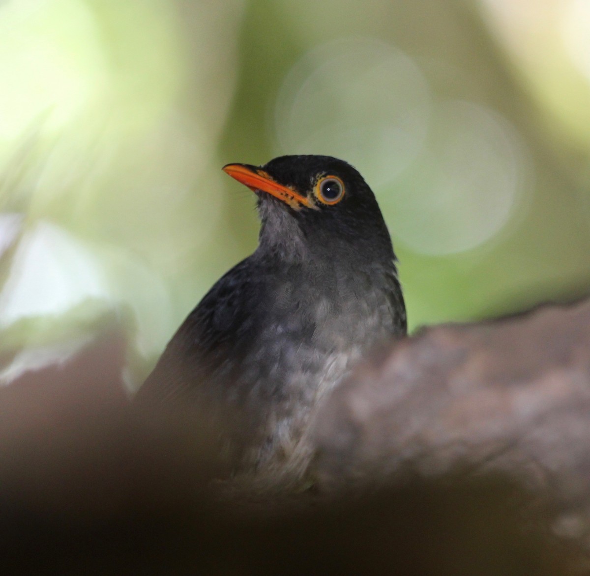 Slaty-backed Nightingale-Thrush - ML628246432