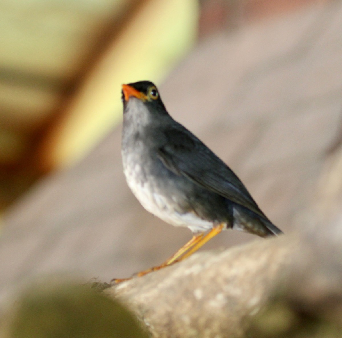 Slaty-backed Nightingale-Thrush - ML628246433