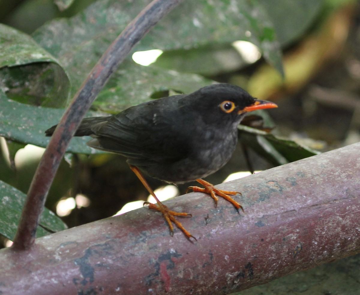 Slaty-backed Nightingale-Thrush - ML628246435