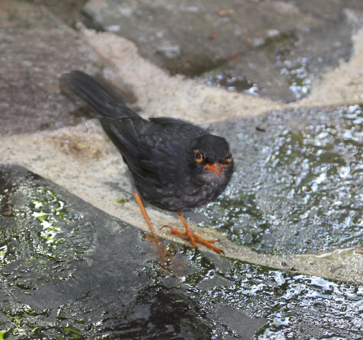 Slaty-backed Nightingale-Thrush - ML628246436