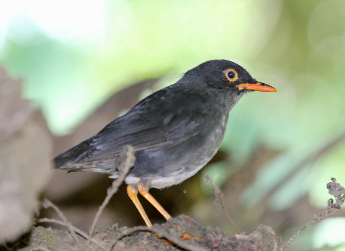 Slaty-backed Nightingale-Thrush - ML628246437