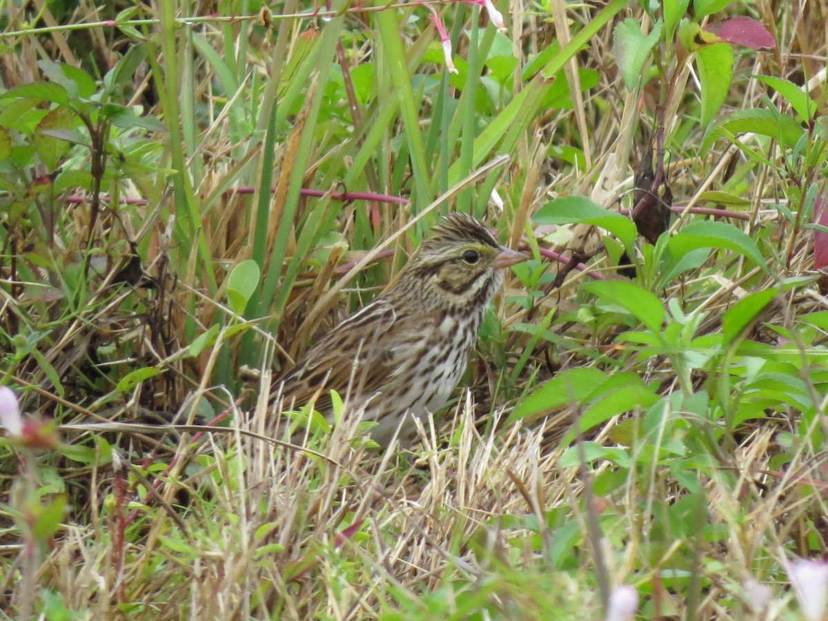 Savannah Sparrow - ML628246443