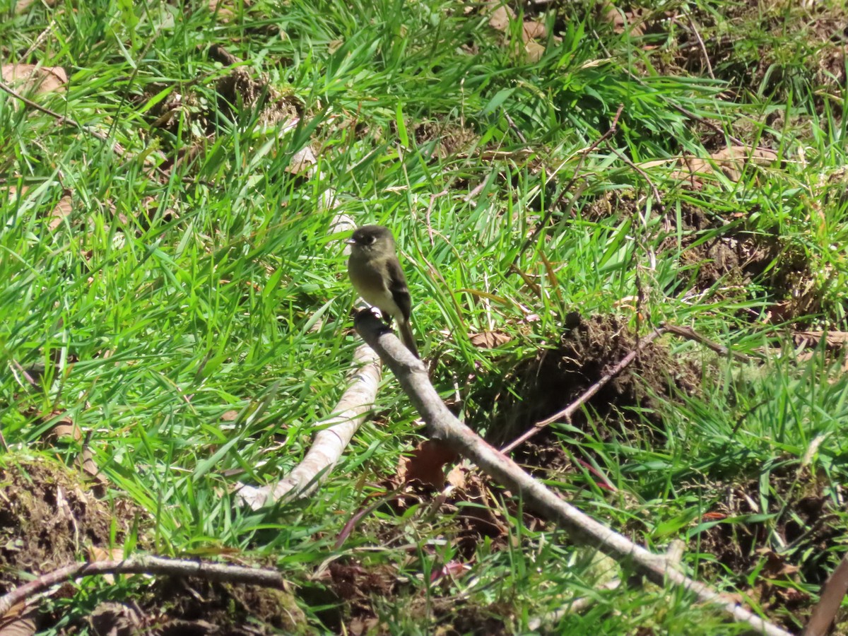 Black-capped Flycatcher - ML628246475