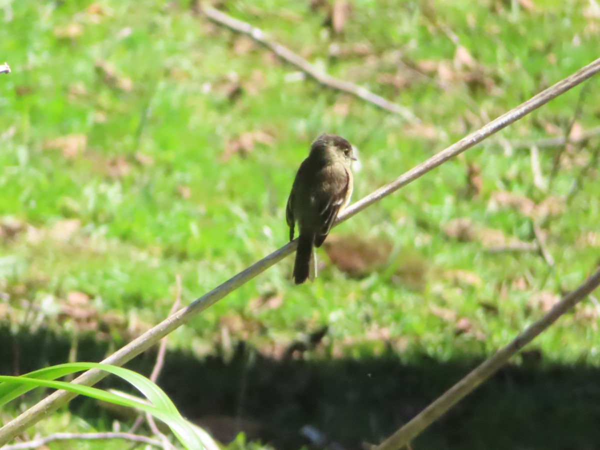 Black-capped Flycatcher - ML628246481