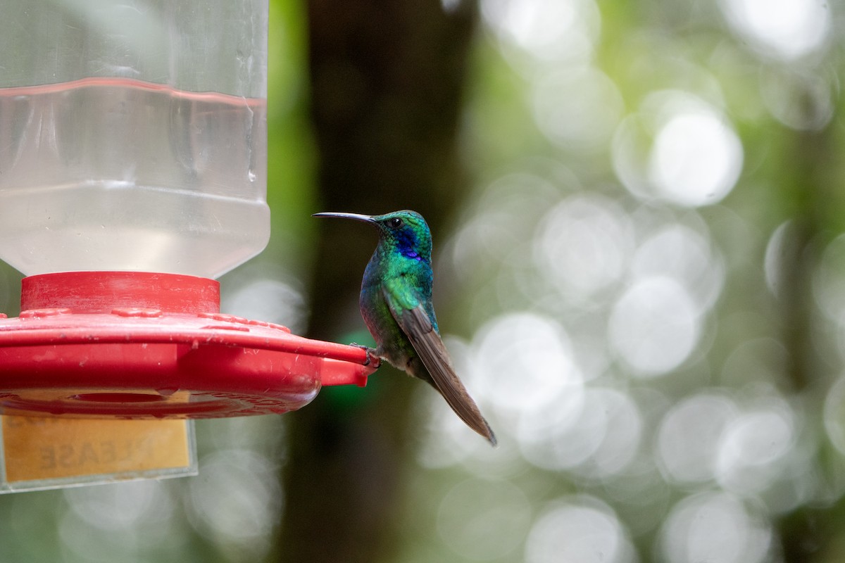 Lesser Violetear - ML628246487