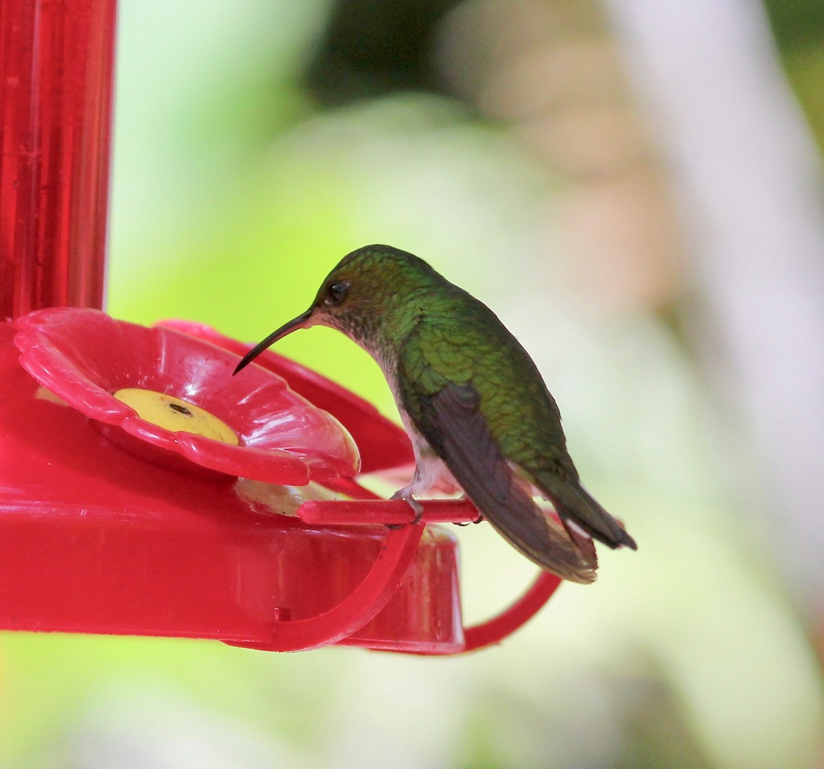 Coppery-headed Emerald - ML628246503