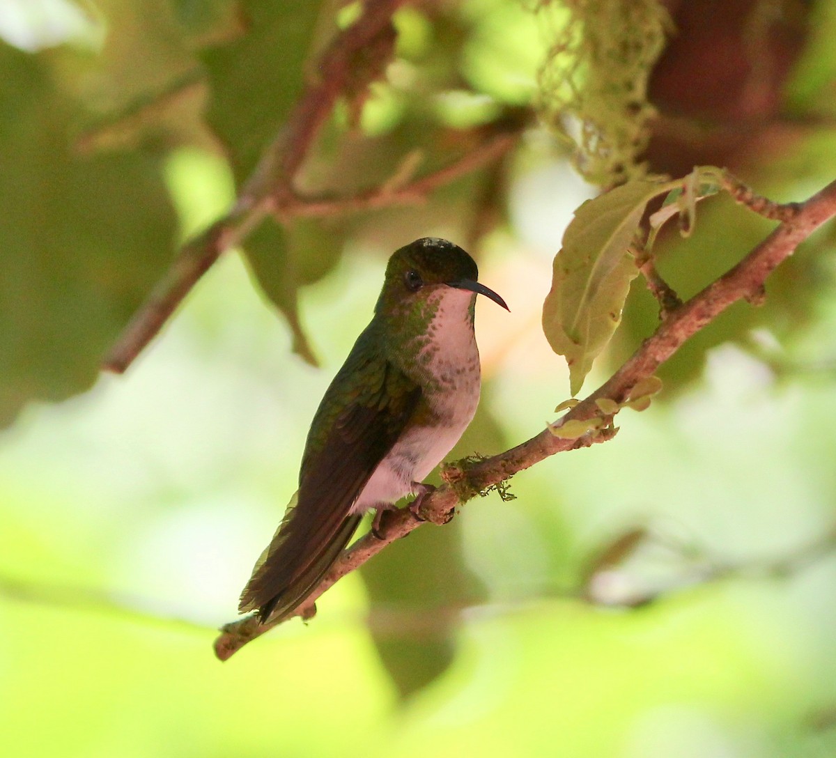 Coppery-headed Emerald - ML628246504